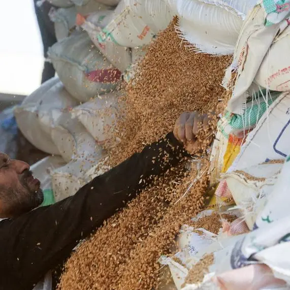 Egypt's wheat procurement surpasses 4.3mln tons