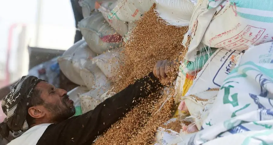 Egypt's wheat procurement surpasses 4.3mln tons
