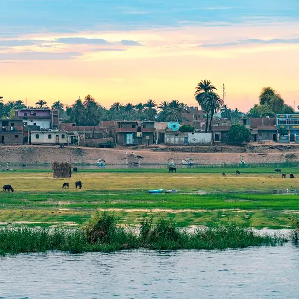 $213mln injected into Egypt's veal project in 2025: Official