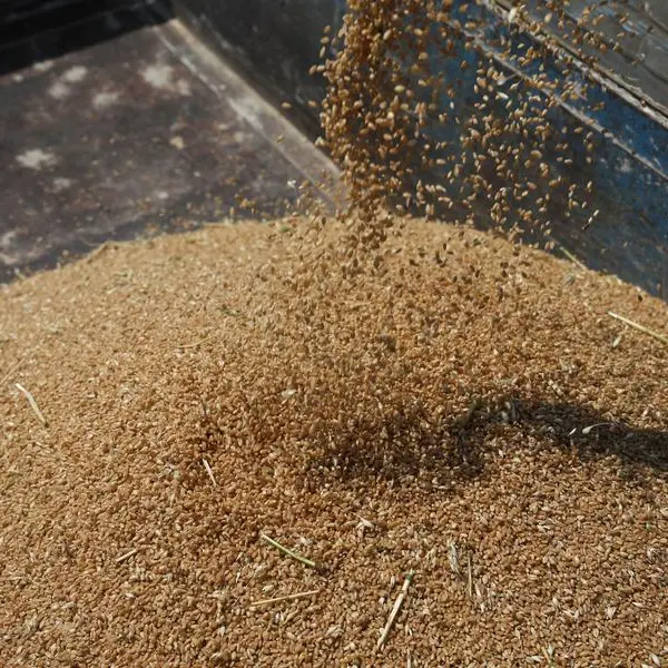 Wheat near one-week low on harvest pressure; soybeans firm