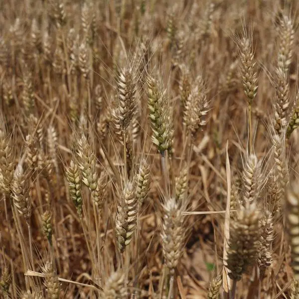 Jordan issues tender to buy up to 120,000 metric tons of wheat