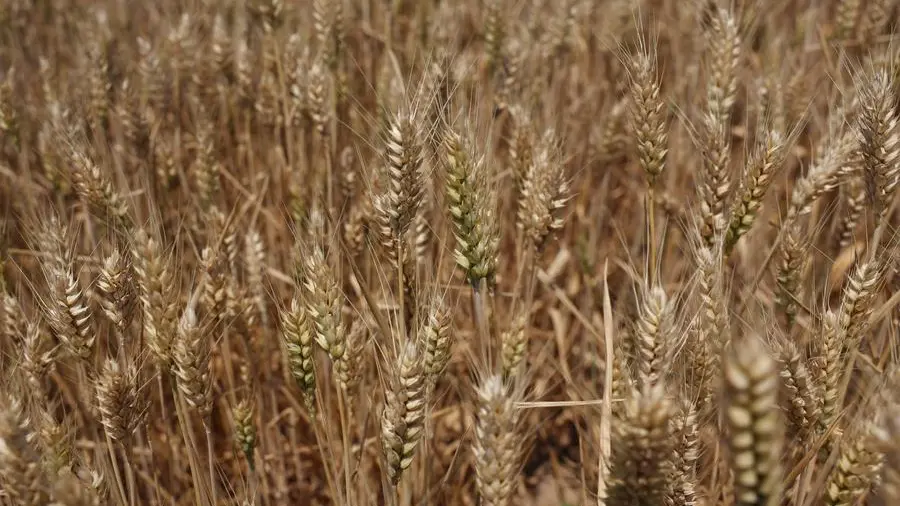 Jordan issues tender to buy up to 120,000 metric tons of wheat