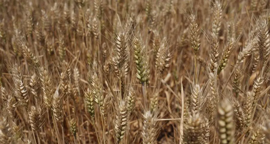 Jordan issues tender to buy up to 120,000 metric tons of wheat