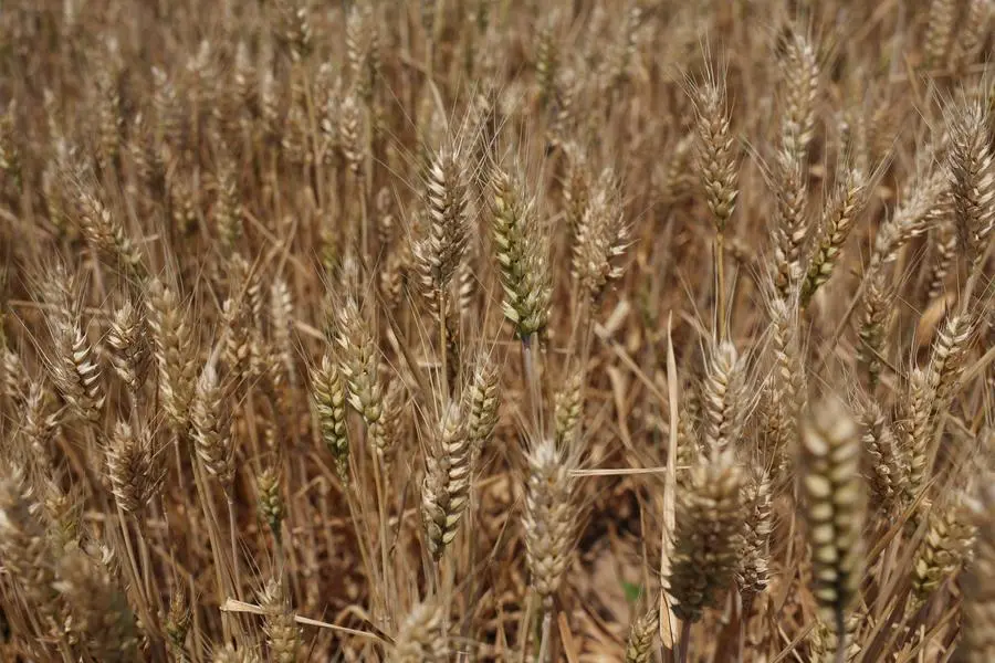 Wheat plants stand on a field at the drought-hit Qian county in Xianyang, Shaanxi province, China May 29, 2025. REUTERS/Florence Lo. , Reuters