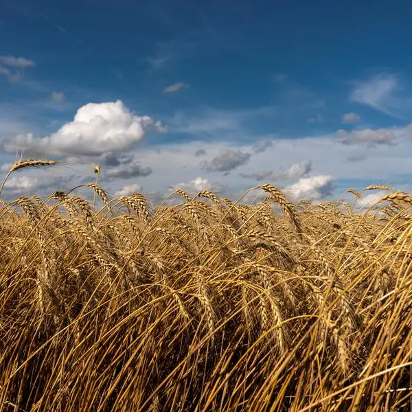 Wheat falls more than 2% on supply pressure