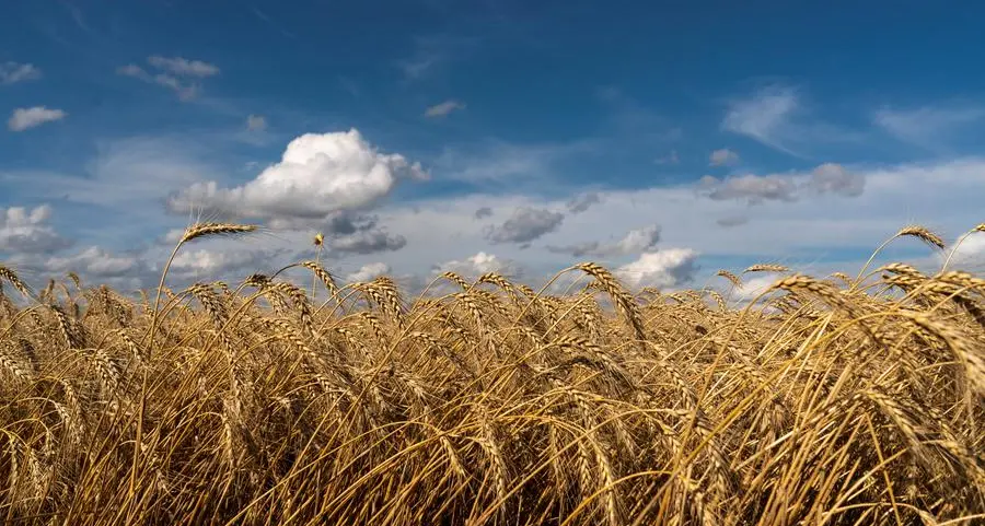 Jordan issues tender to buy up to 120,000 metric tons wheat