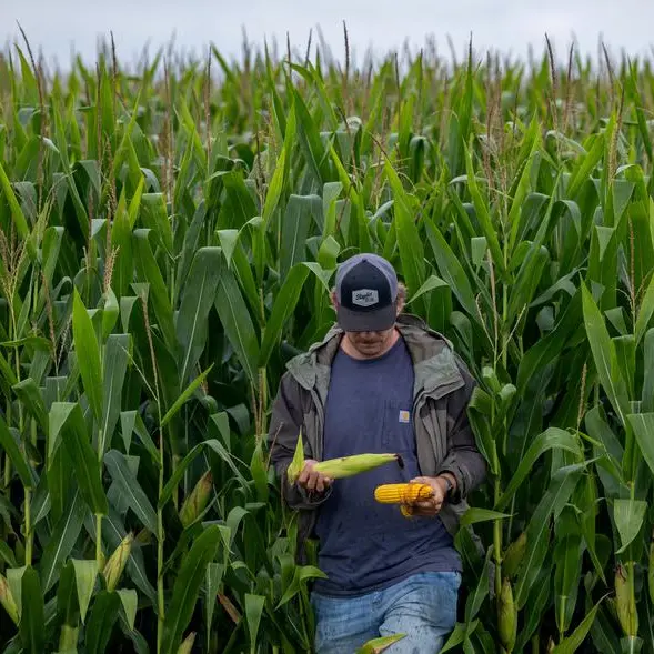 US farmers rush to sell crops as Iran war fuels rally
