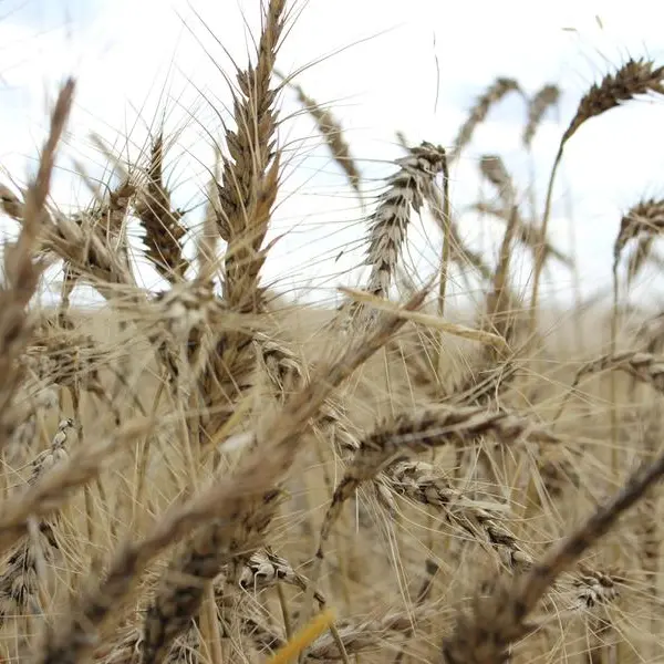 Saudi Arabia tenders for estimated 595,000 T wheat, traders say