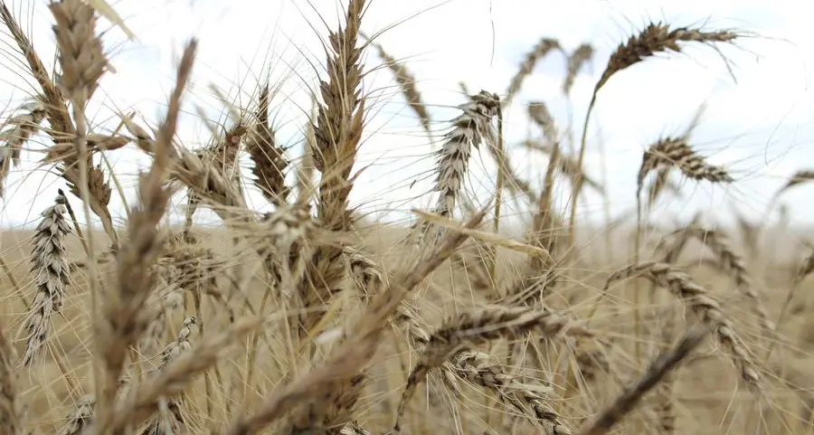 Saudi Arabia tenders for estimated 595,000 T wheat, traders say