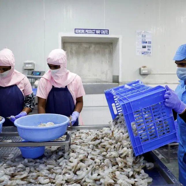 Facing Trump tariffs, India's shrimp farmers consider switching to other businesses