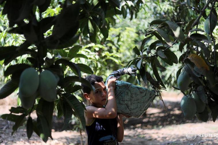 Egypt halts fertilizer production as Israeli gas disruptions deepen energy strain