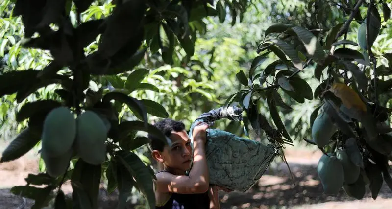 Egypt halts fertilizer production as Israeli gas disruptions deepen energy strain