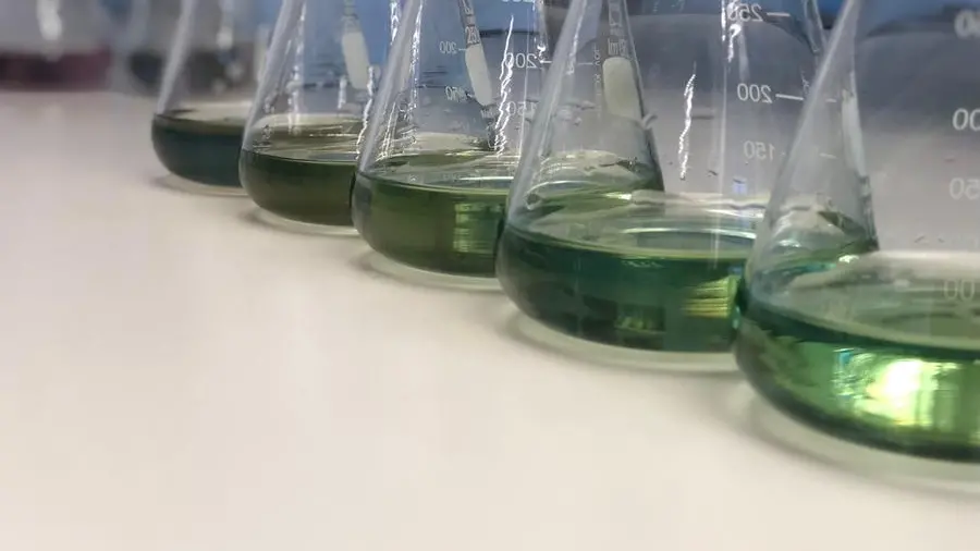 Egypt probes green ammonia project in Ras Banas with Hynfra-led consortium