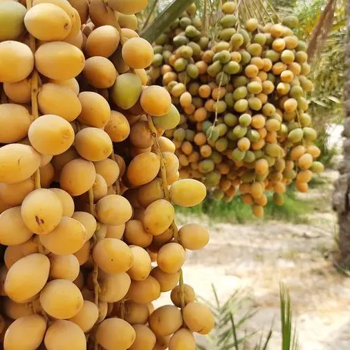 Arab Authority for Agricultural Investment and Development, Bahrain's 'Ghitha' boost cooperation