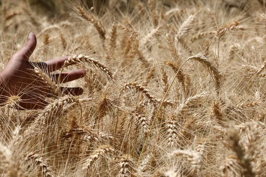A farmer shows wheat plants at a field in Giza, Egypt April 18, 2025. REUTERS/Mohamed Abd El Ghany. , Reuters