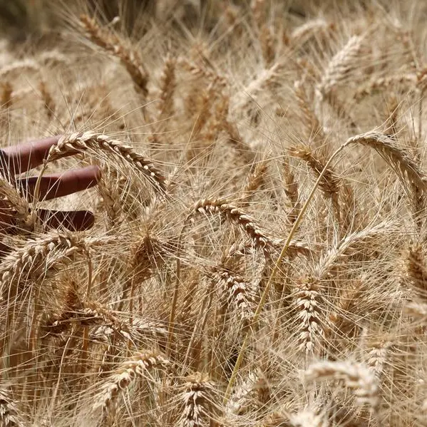 Egypt targets 5mln tons of local wheat next year, seeking self-sufficiency