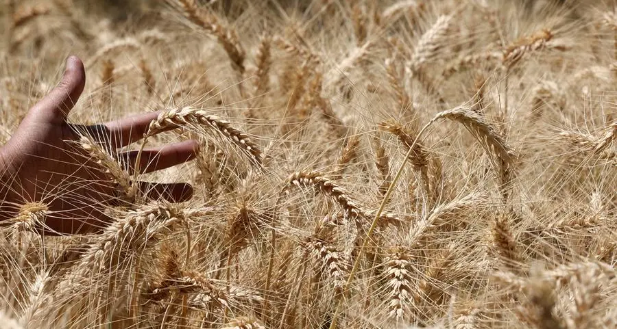 Egypt targets 5mln tons of local wheat next year, seeking self-sufficiency