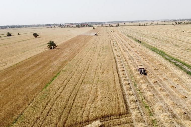 Corn and soybeans extend slide on favourable crop weather