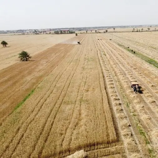 Corn and soybeans extend slide on favourable crop weather