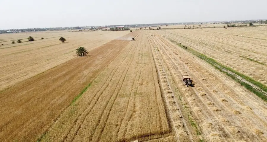 Corn and soybeans extend slide on favourable crop weather