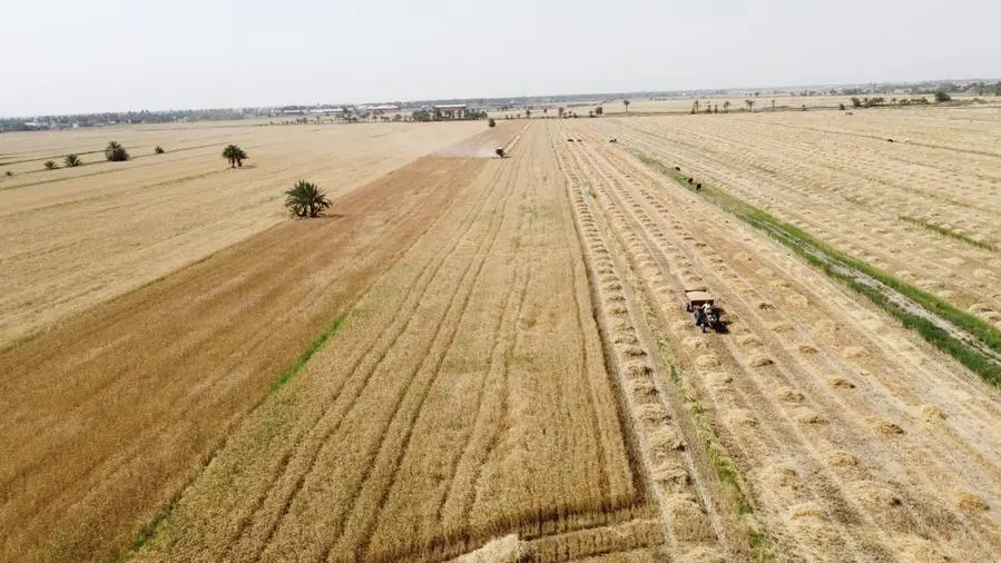Chicago grains subdued before USDA data