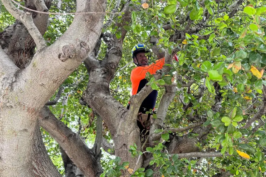 Christopher Altman, owner of San Francisco-based Trees Company, inspects an oak tree in Berkeley, California, U.S. April 17, 2025. REUTERS/Ann Saphir , Reuters/REUTERS