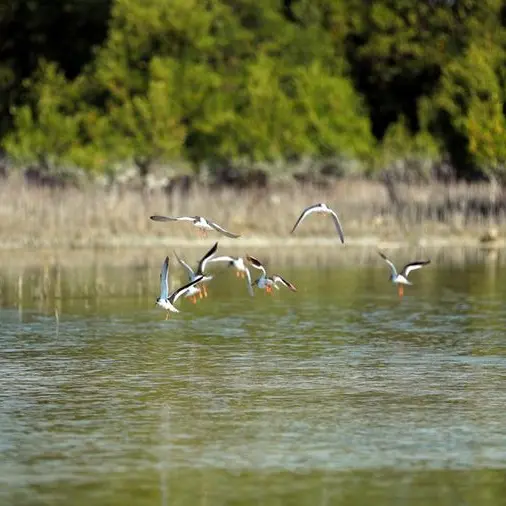 هيئة البيئة – أبوظبي تطلق دليلاً لرصد النظم البيئية لأشجار القرم في منطقة الخليج العربي