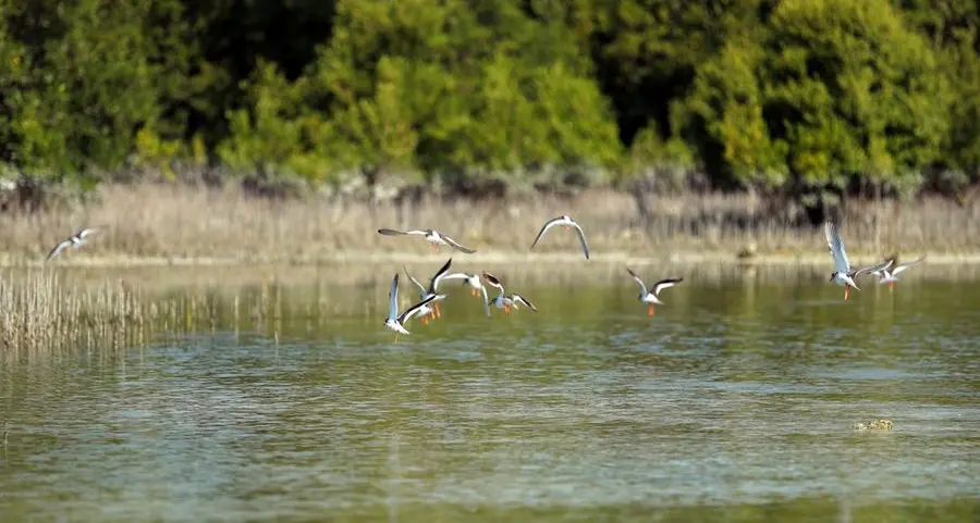 هيئة البيئة – أبوظبي تطلق دليلاً لرصد النظم البيئية لأشجار القرم في منطقة الخليج العربي