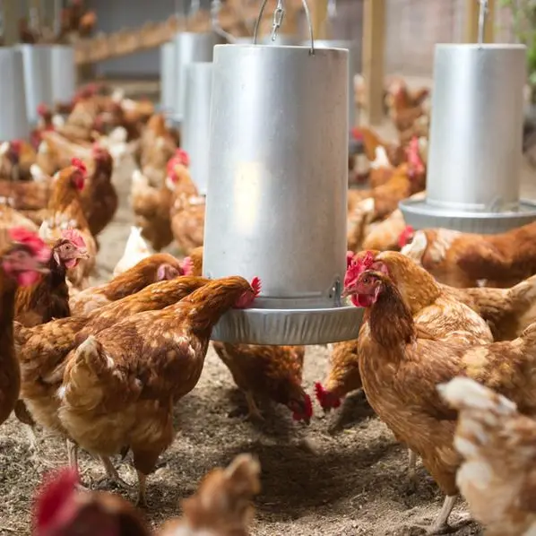 Saudi Arabia imposes total ban on poultry and egg imports from 40 countries