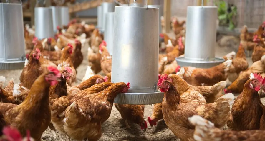 Saudi Arabia imposes total ban on poultry and egg imports from 40 countries