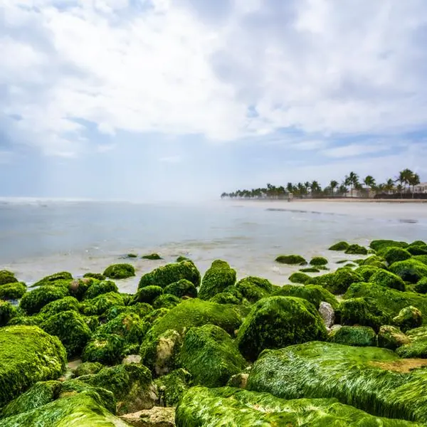 Seaweed farming: A green opportunity for Oman’s blue economy