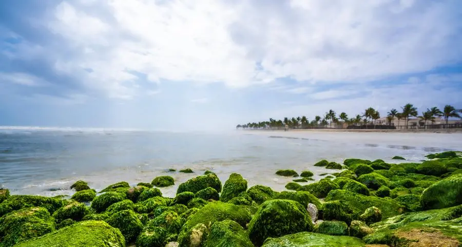 Seaweed farming: A green opportunity for Oman’s blue economy