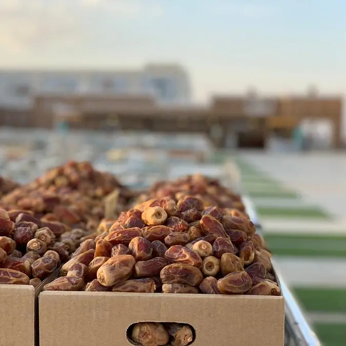Madinah region ranks third in Saudi date production with 344,000 tons annually