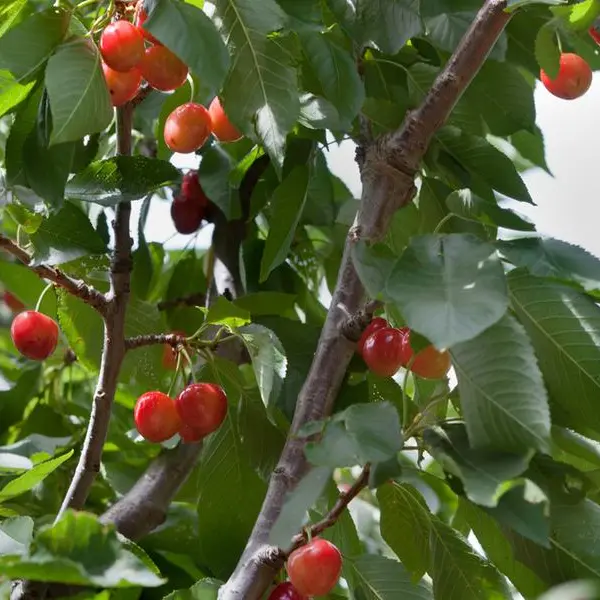 South Africa's cherry growers optimistic despite frost impact