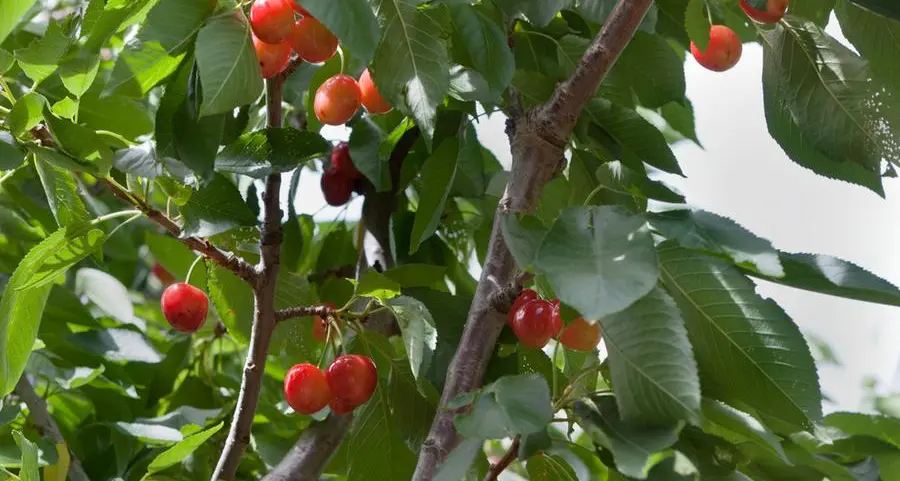 South Africa's cherry growers optimistic despite frost impact