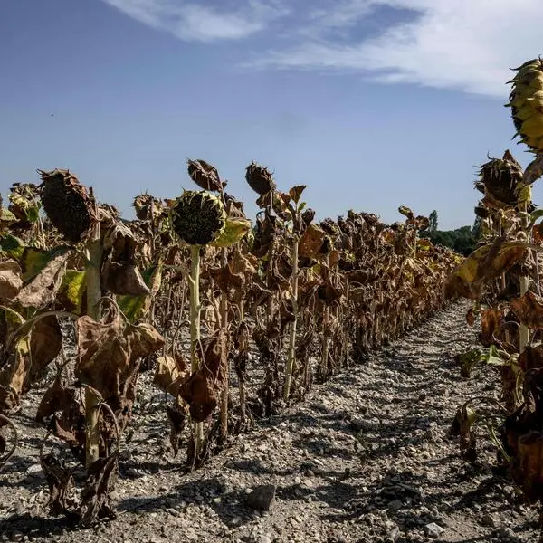 2024 'virtually certain' to be hottest year on record: EU monitor