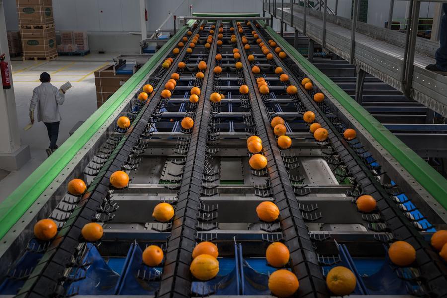 Egypt: Food commodities, vegetables prices fluctuate on May 12th