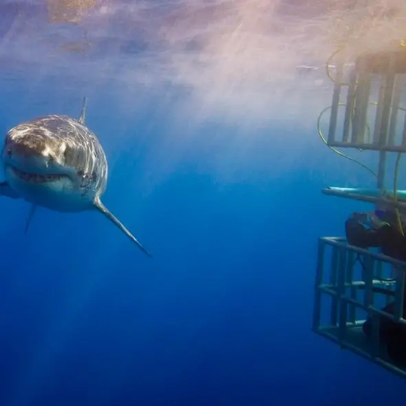 Saudi Arabia issues first license for shark cage diving