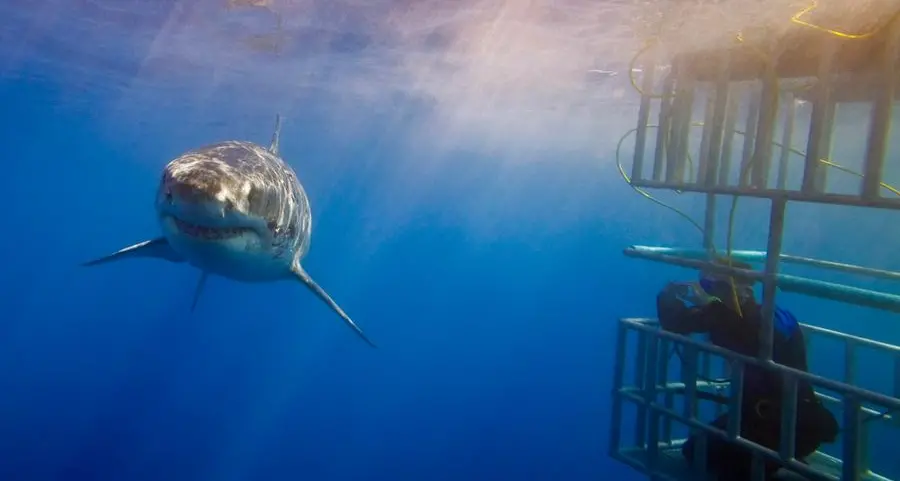 Saudi Arabia issues first license for shark cage diving