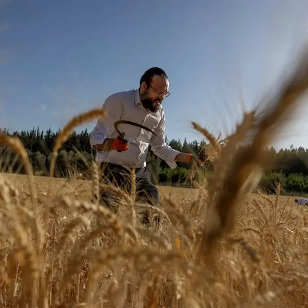 Egypt buys 2.5mln tons of wheat from local farmers this season