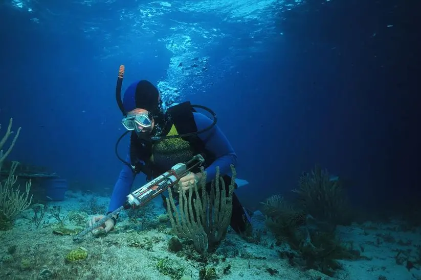 AD Ports Group issues 'Coral Relocation in the Arabian Gulf' report