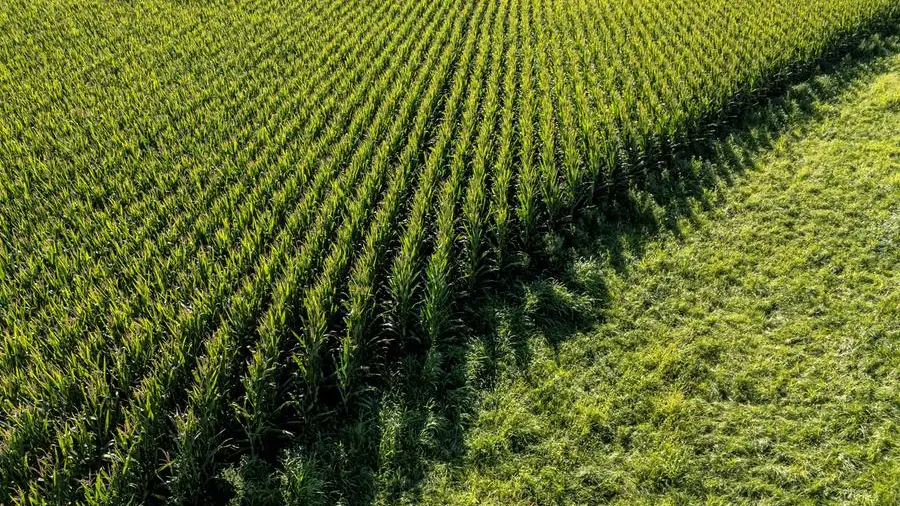 CBOT corn and soybean futures ease, wheat ticks up, ahead of three-day holiday weekend