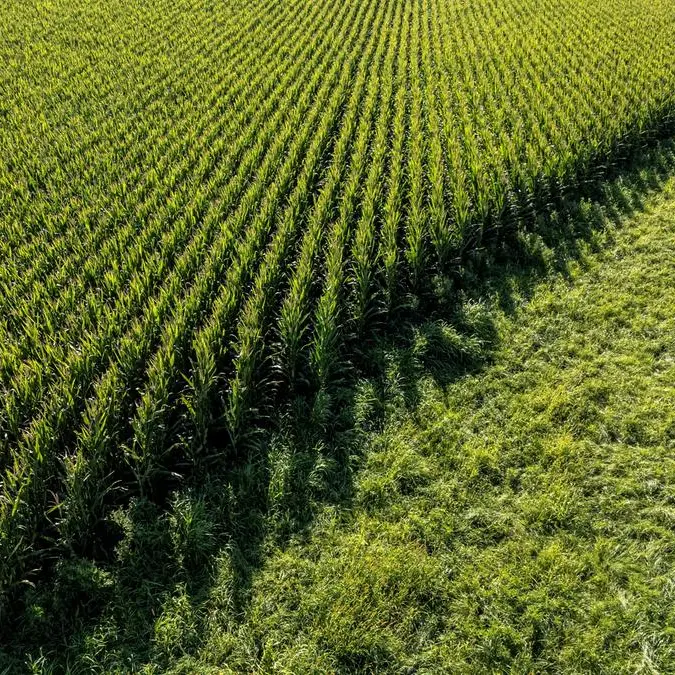Chicago corn hits one-month high on strong export demand, weather woes