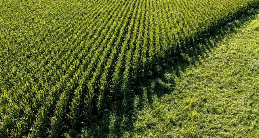 Chicago corn hits one-month high on strong export demand, weather woes