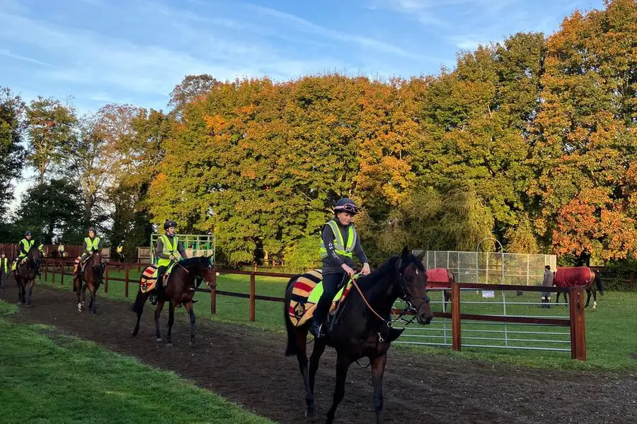 Sheikh Mohammed tops racehorse sale