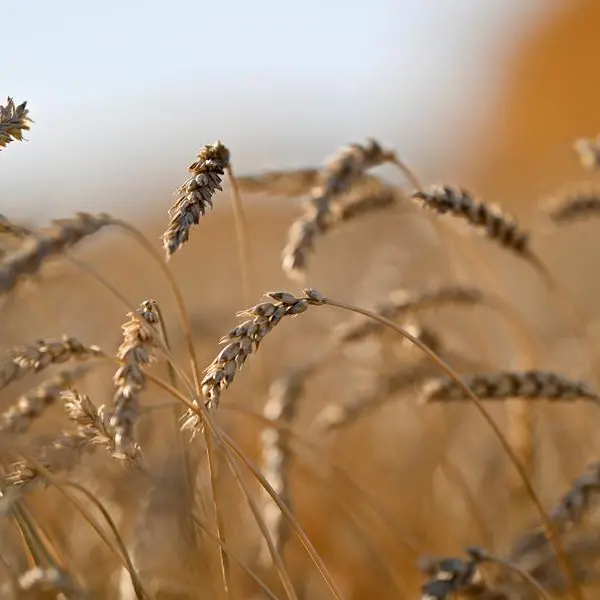 Egypt's Mostakbal Misr secures 1.267mln tons of mostly Russian wheat, sources say