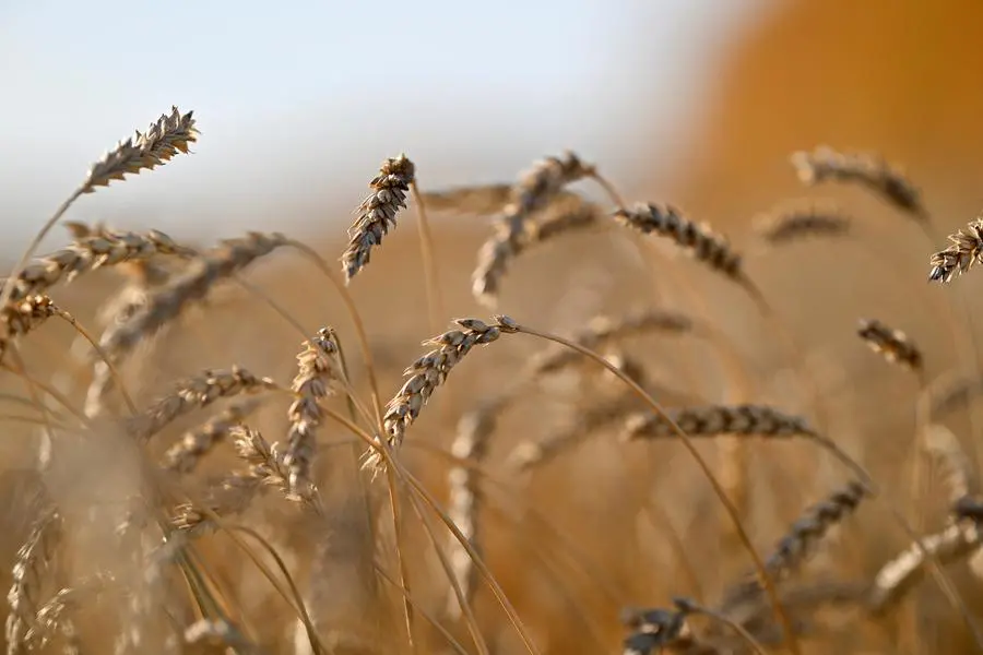 Egypt's Mostakbal Misr secures 1.267mln tons of mostly Russian wheat, sources say