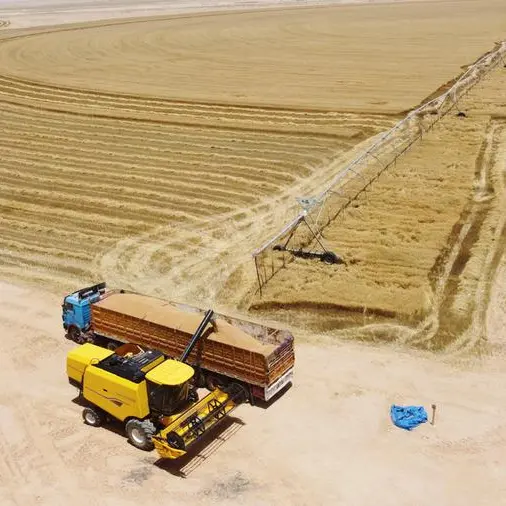 Heatwave fuels rally in Euronext wheat while Chicago prices ease