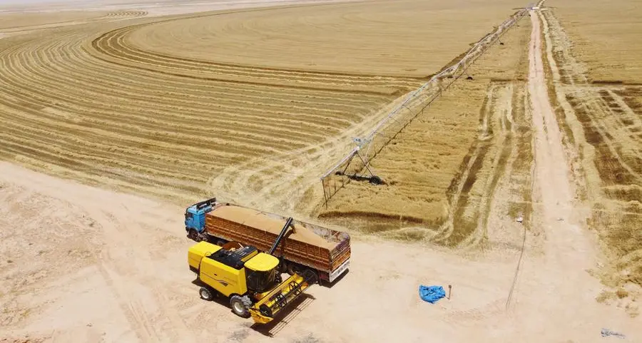 Heatwave fuels rally in Euronext wheat while Chicago prices ease