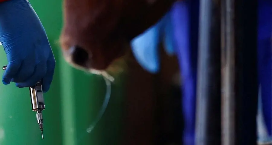 South Africa launches local foot-and-mouth vaccine as infections spread